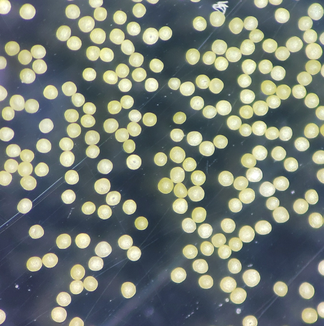 Highest Natural Thermal Conductivity Low Expansion Coefficient for Optoelectronic Device Cooling High Thermal Conductive Diamond